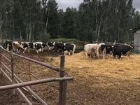 Kuh, Holstein-Rasse — Foto 6