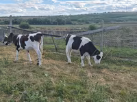 Toro, Ganado vacuno — foto 3