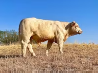 Бұқа, Charolais cattle — 2-сурет