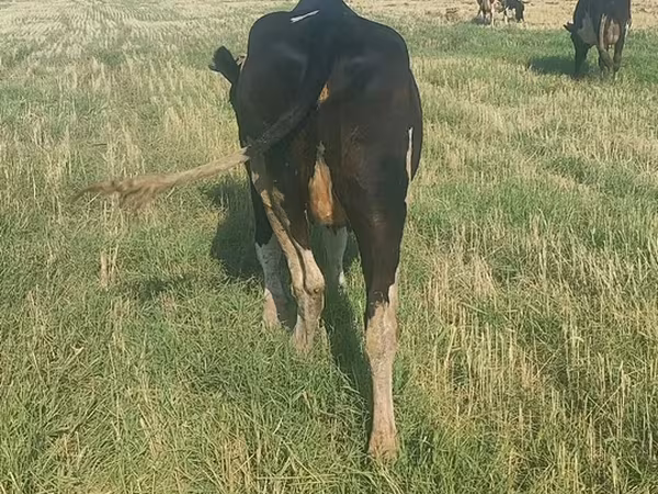 Kuh, Holstein-Rasse — Kirgisistan