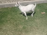 عنزة, Saanen goat — الصورة 3