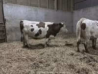 Vaca, Montbéliarde — foto 2