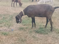 बकरी, Nubian Goat — फ़ोटो 2