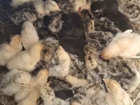Turkeys — الصورة 1