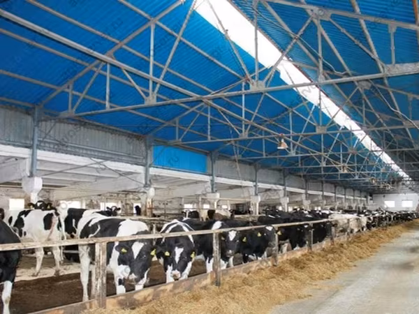 Kuh, Holstein-Rasse