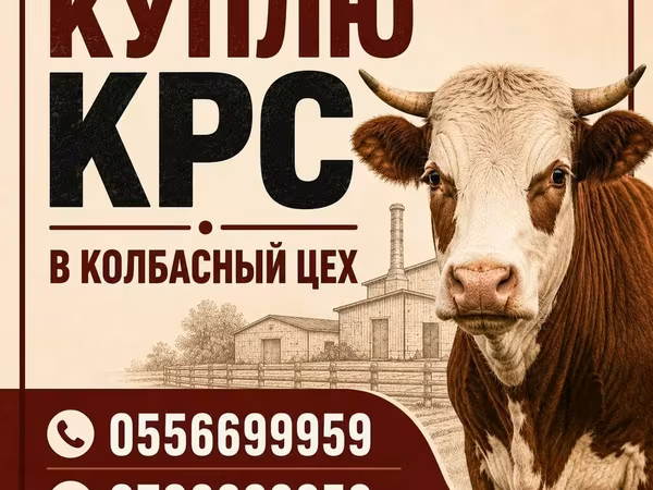 Бұқа, Ірі қара — Қырғызстан