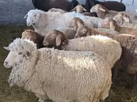 Sheep, Tian-Shan semifinewool sheep — photo 4