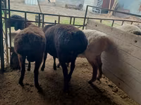 Ram, Arashan sheep — photo 3