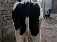 Cow, Holstein breed — photo 4