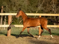 Hengst, Akhal-Teke — Foto 3