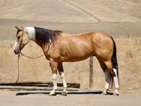 Бие, Quarter Horse — 1-сурет