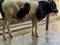 Toro, Swiss cattle — foto 5