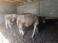 ثور, Simmental cattle — الصورة 1