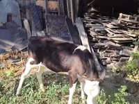 Bull, Cattle — photo 2