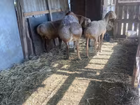 Қошқар, Arashan sheep — 5-сурет