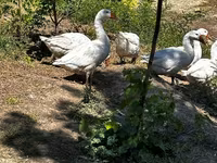 Geese — photo 3