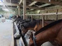 Yegua, Caballos — foto 7