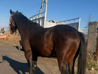 Caballo, Caballos — foto 4