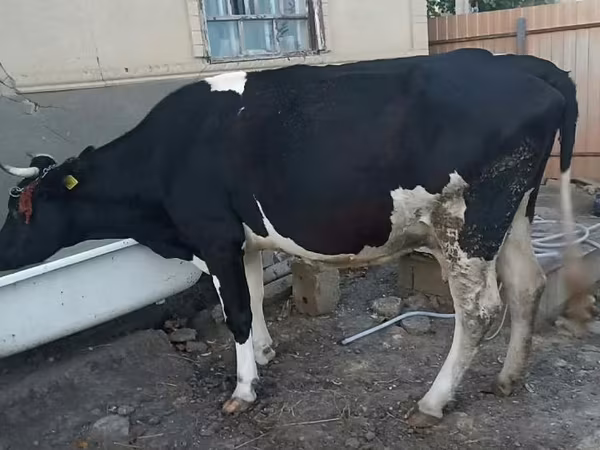 Vaca, Raza Holstein