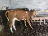 ثور, Simmental cattle — الصورة 3