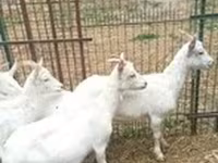 母山羊, Saanen goat — 照片 3