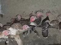 Turkeys — الصورة 5