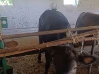 Vaca, Raza Alatau — foto 5