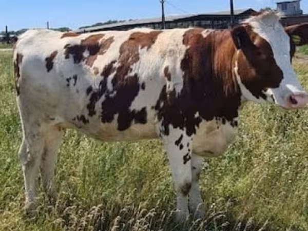 母牛, Red-spotted breed