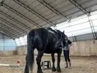 घोड़ी, Percheron — फ़ोटो 2