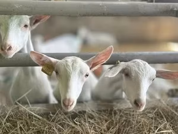 बकरी, Saanen goat