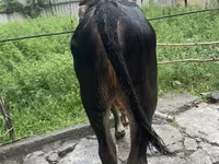 Бұқа, Герефорд — 6-сурет