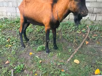 تيس, Nubian Goat — الصورة 1