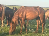 Mare, Horse breed — photo 2