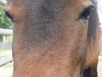 Mare, American shetland pony — photo 1