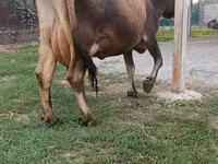 Cow, Cattle — photo 5