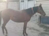 Бие, Anglo-Arabian — 2-сурет