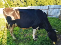 Корова, Голштинская порода — фото 1