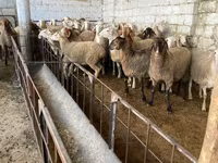 भेड़, Awassi sheep — फ़ोटो 1