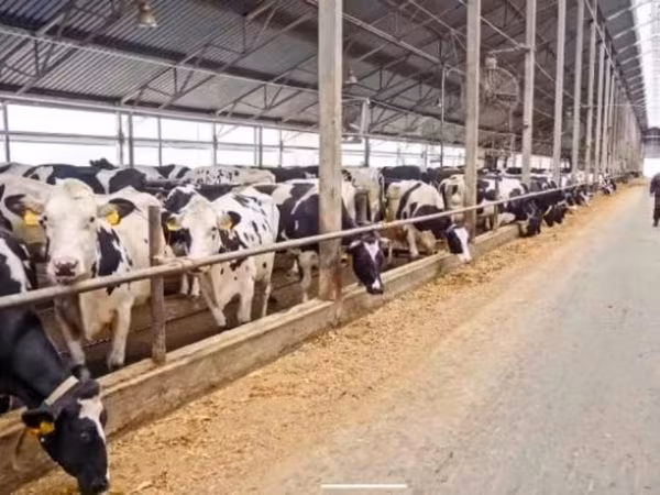 Сиыр, Swiss cattle