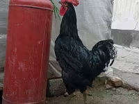 Chickens — photo 2