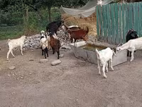 تيس, Pomellata goat — الصورة 5