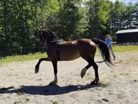 Бие, Dutch warmblood horse — 7-сурет