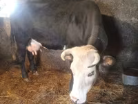 गाय, गोलस्टीन नस्ल — फ़ोटो 4
