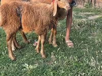 Sheep, Sheep — photo 1