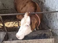 ثور, Simmental cattle — الصورة 3