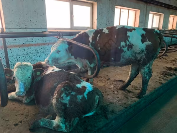 Сиыр, Simmental cattle