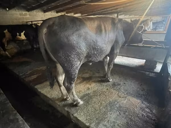 Бұқа, Ірі қара