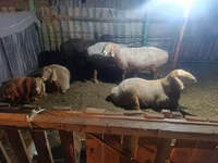 Sheep, Sheep — photo 4