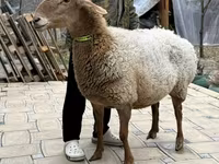 Қой, Awassi sheep — 4-сурет