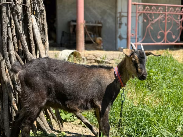 बकरी, Nubian Goat